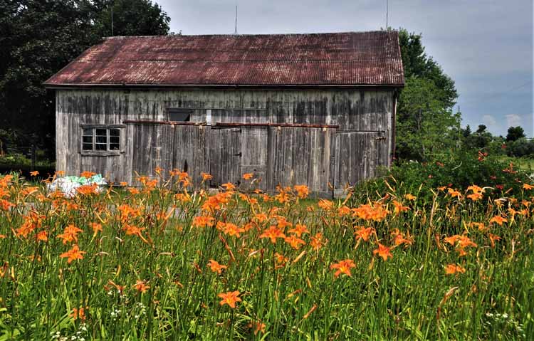 shed in yellow field